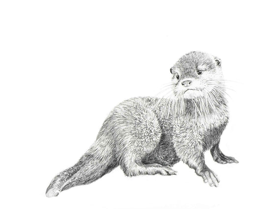 Cute Baby Otter Greeting Card