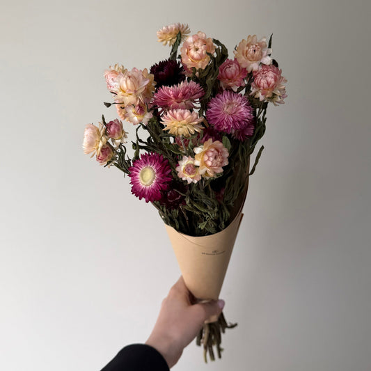 Immortelles roses