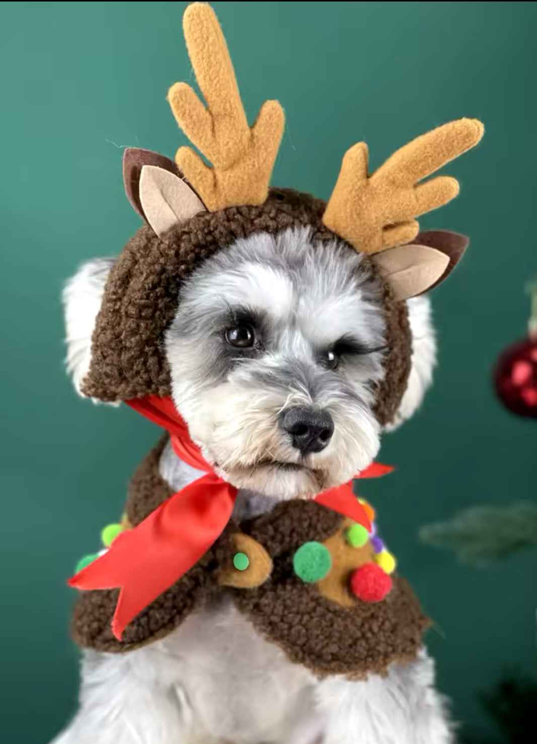 Reindeer Christmas Cape Set – Luxury Holiday Outfit for Dogs