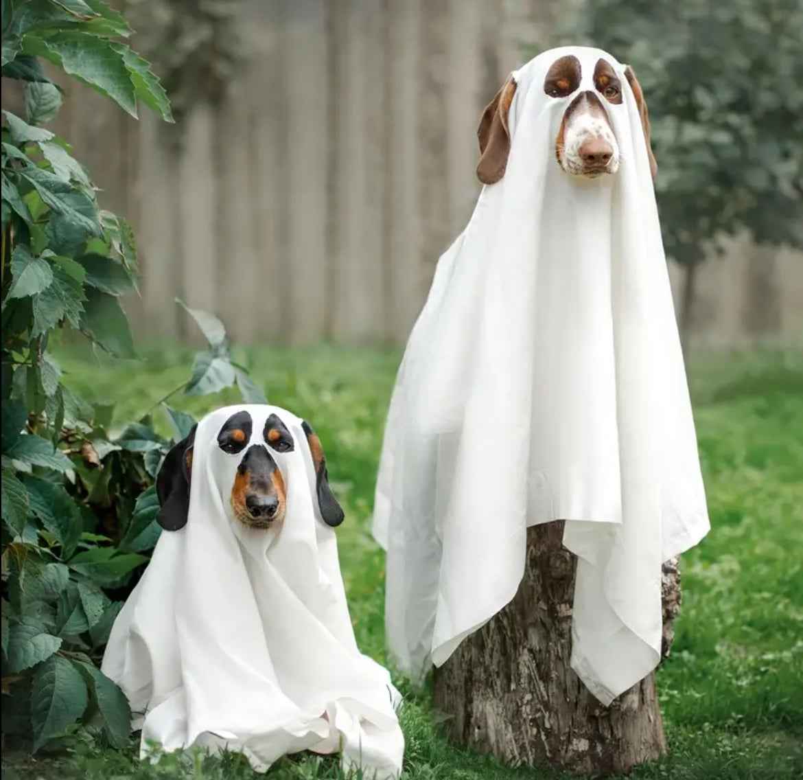 Ghost Dog Costume | Halloween Dog Costume