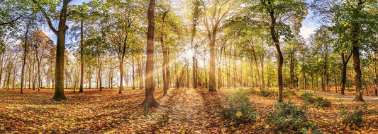 Leinwandbild-Herbstbäume-Wandkunst