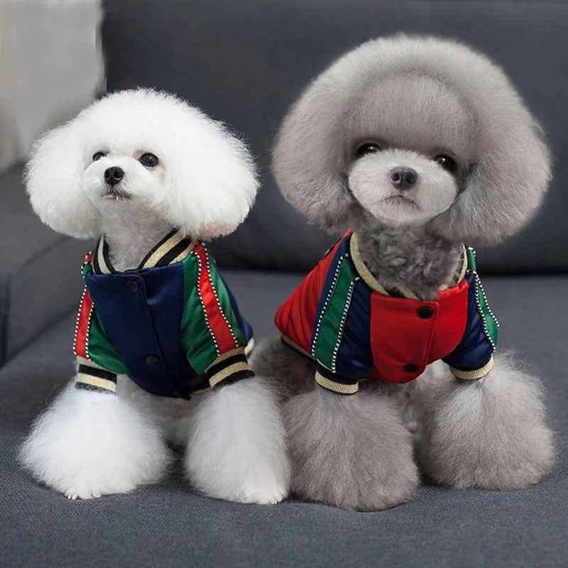 Tiger Eye Lion Dog Bomber Jacket | Streetwear Dog Jacket