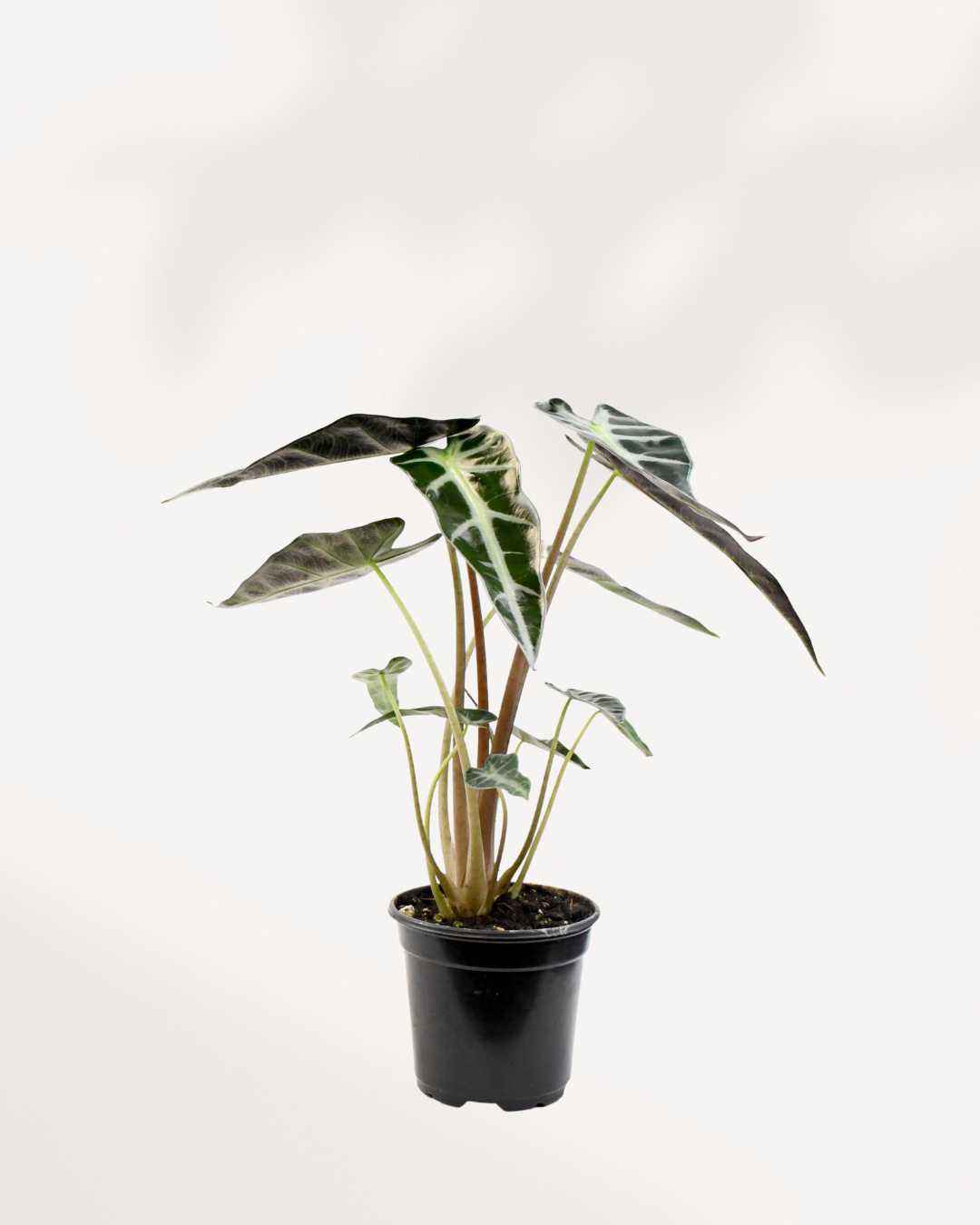 Alocasia Bambino – A Compact Beauty with Bold Leaves