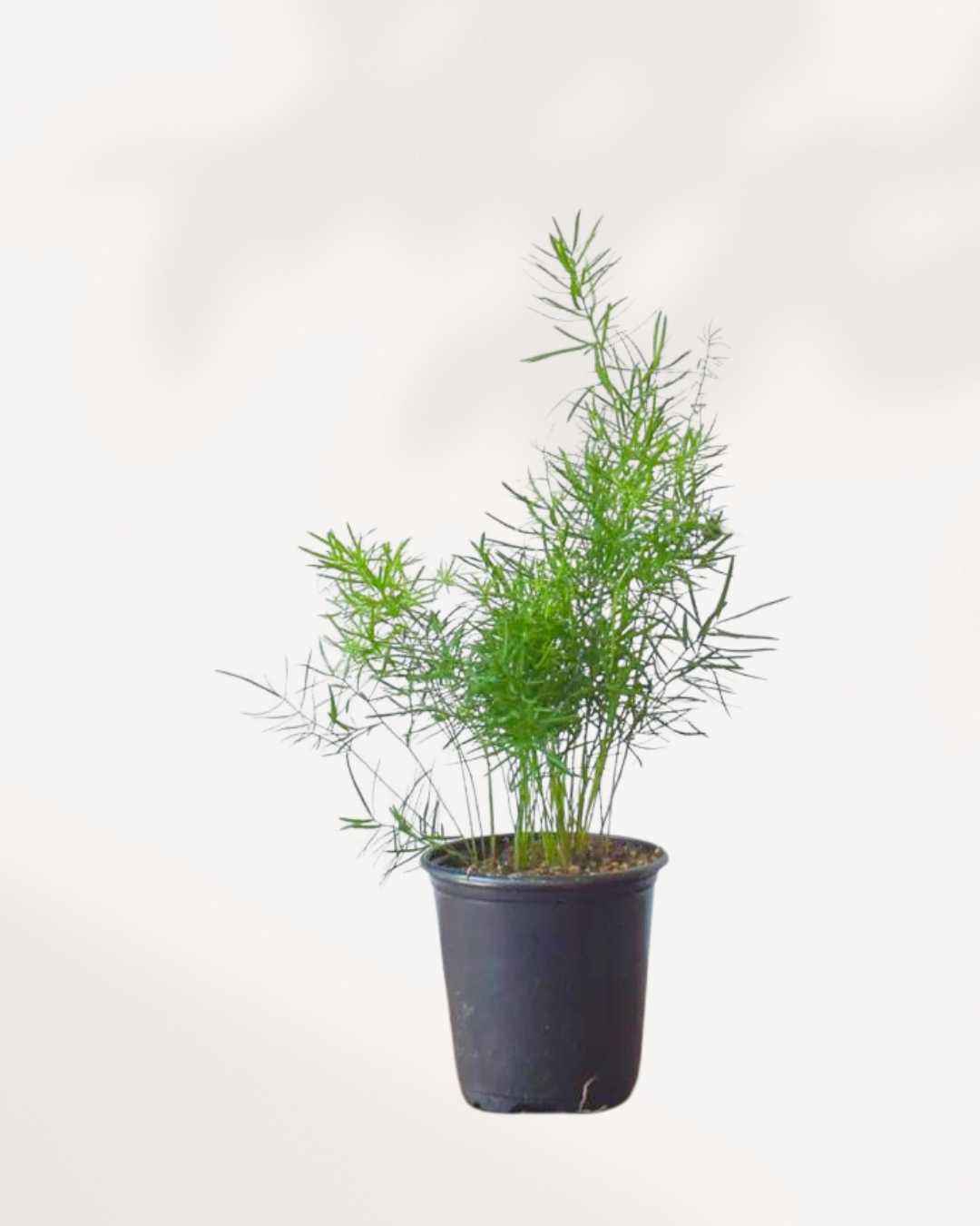 Asparagus Fern Densiflorus