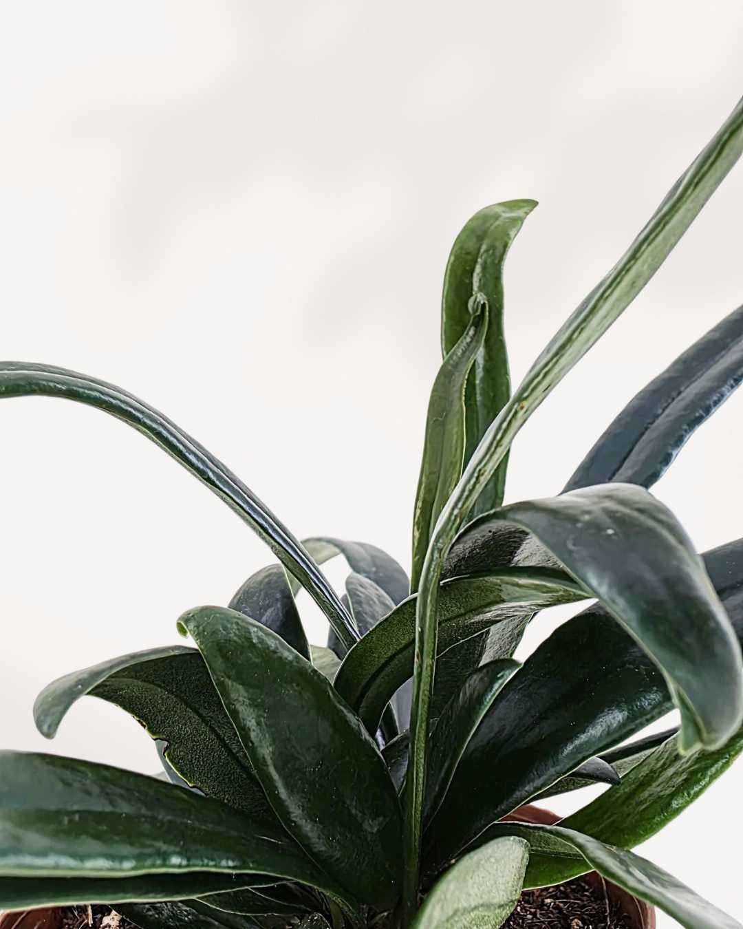 Blue Oil Fern