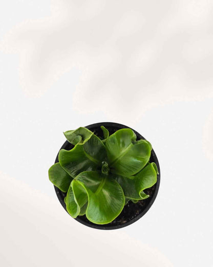 Cobra Fern