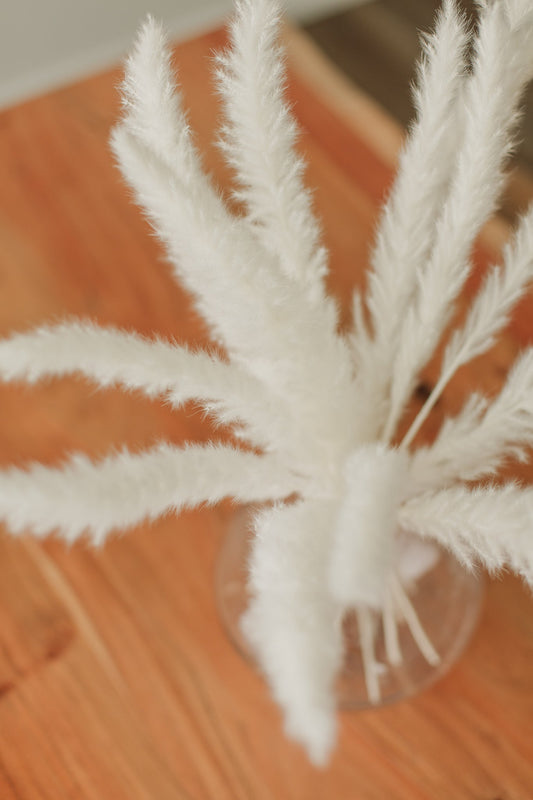 Mini Pampas