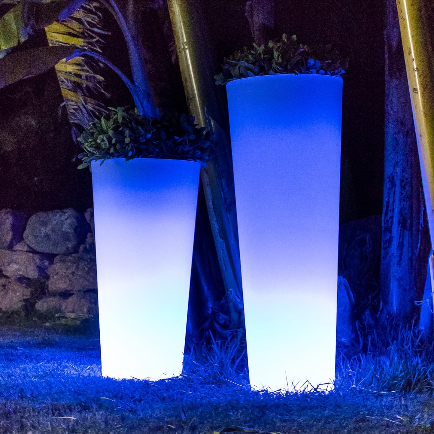 Ficus<br> Solar & Rechargeable