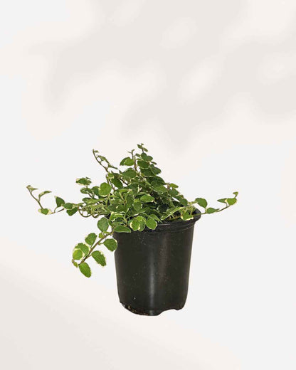 Ficus Repens