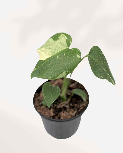 Monstera Thai Constellation
