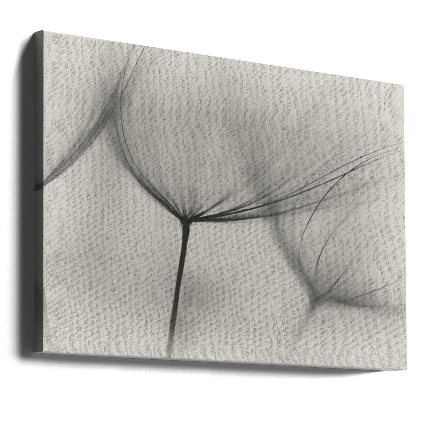 Wall art Tragopogon