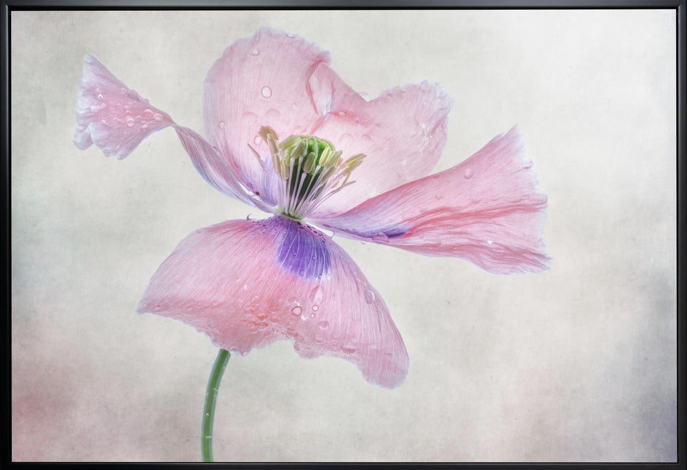 Pastel poppy