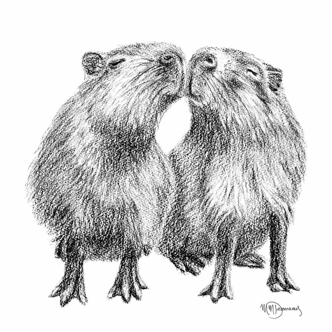 Capybaras  - greeting card