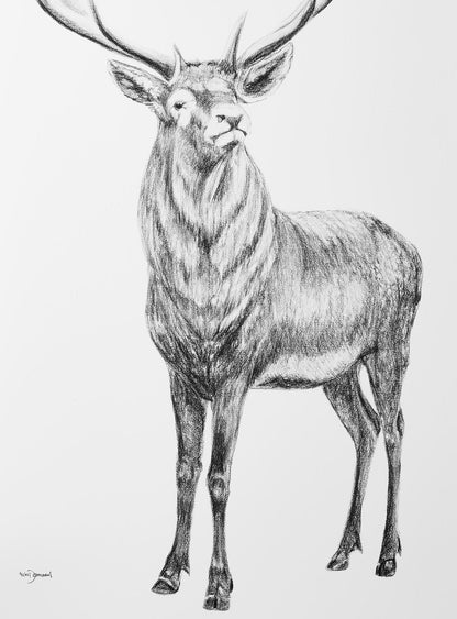 Hirsch mit herzförmigem Geweih - Illustration