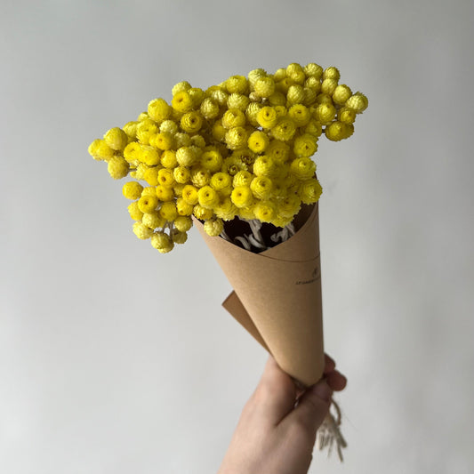 Helichrysums jaunes
