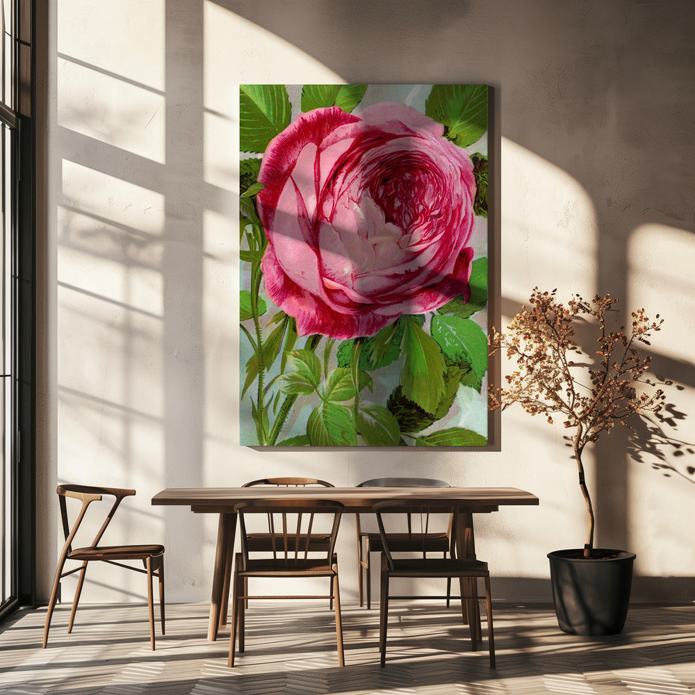 Wall Art Pink Rose, Mrs John Laing Lithograph