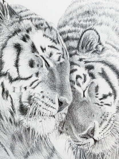 Amur Tigers - wildlife art print - collaboration with  La Fondation du Zoo de Granby
